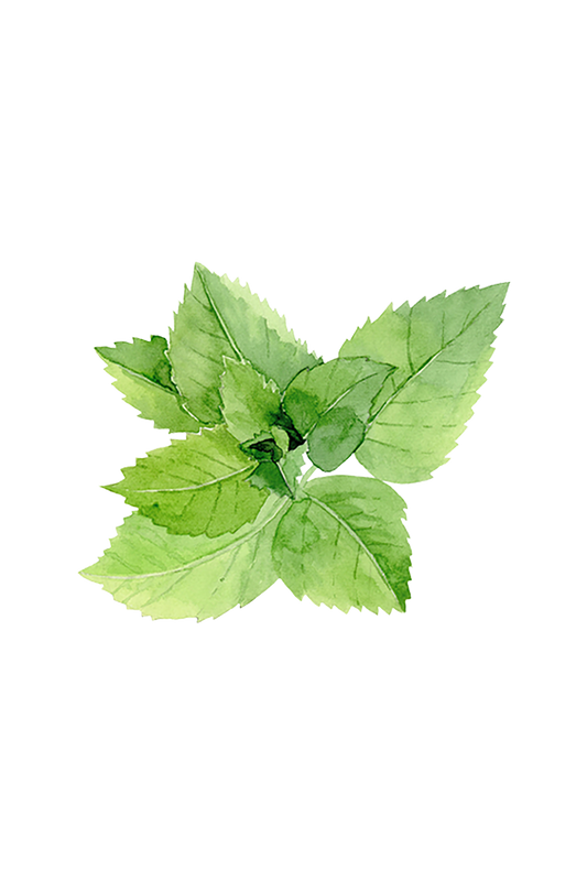 Peppermint Essential Oil