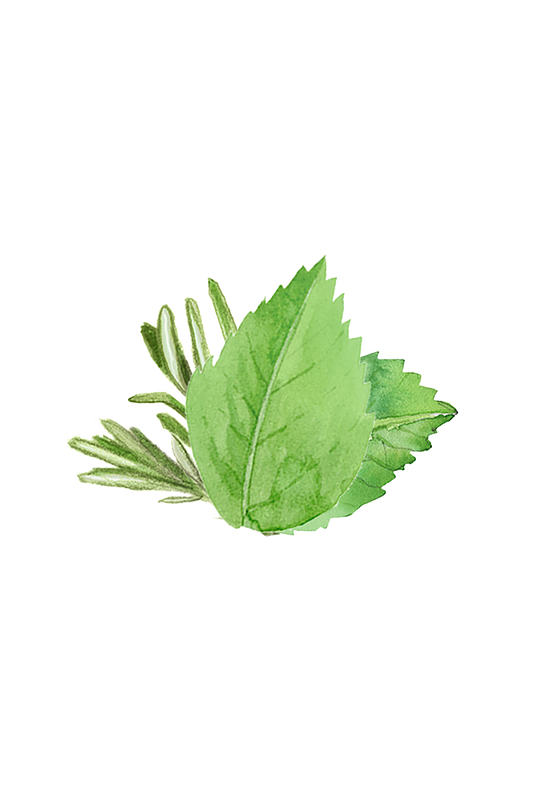 Soothing Shampoo | Rosemary & Mint