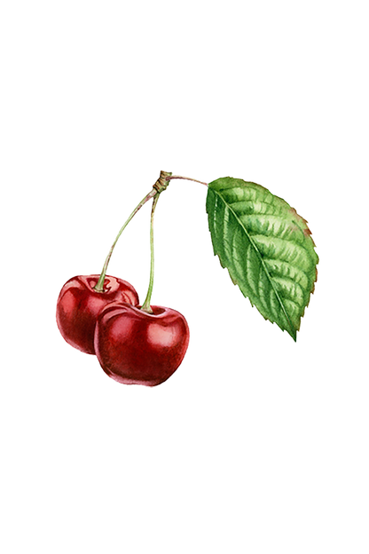 Cherry (Bitter Almond) Essential Oil