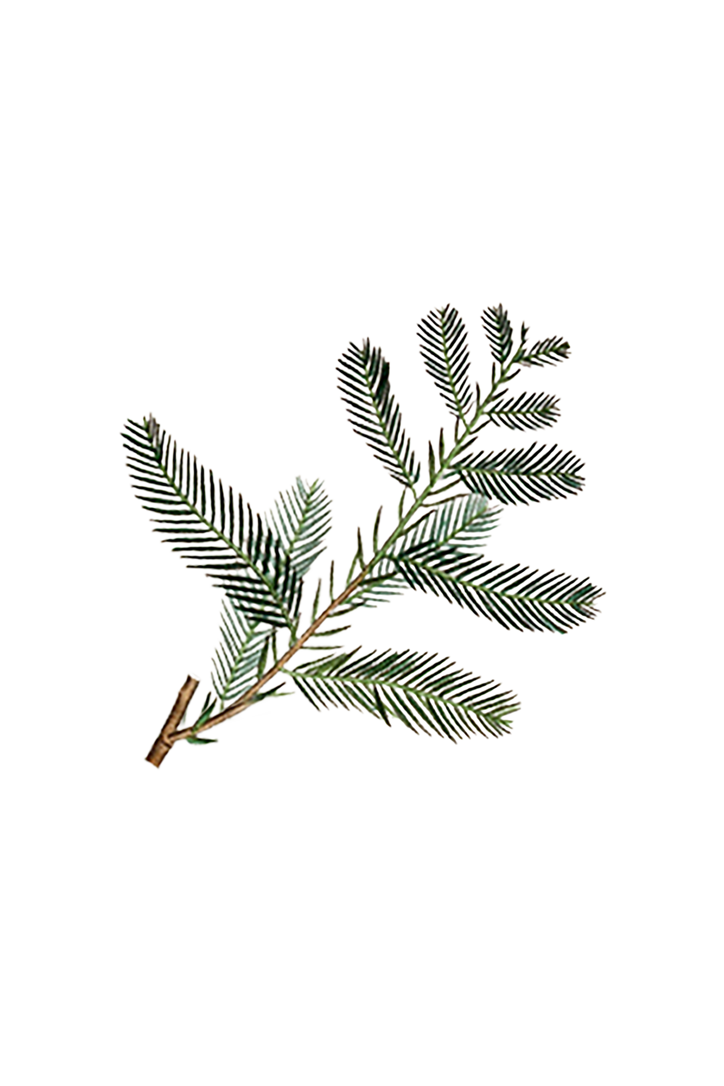 Cypress Essential Oil