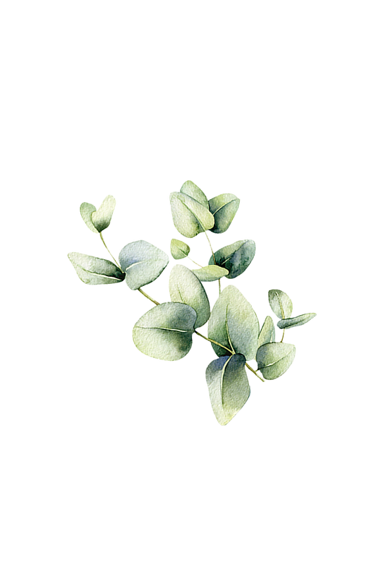 Eucalyptus Essential Oil