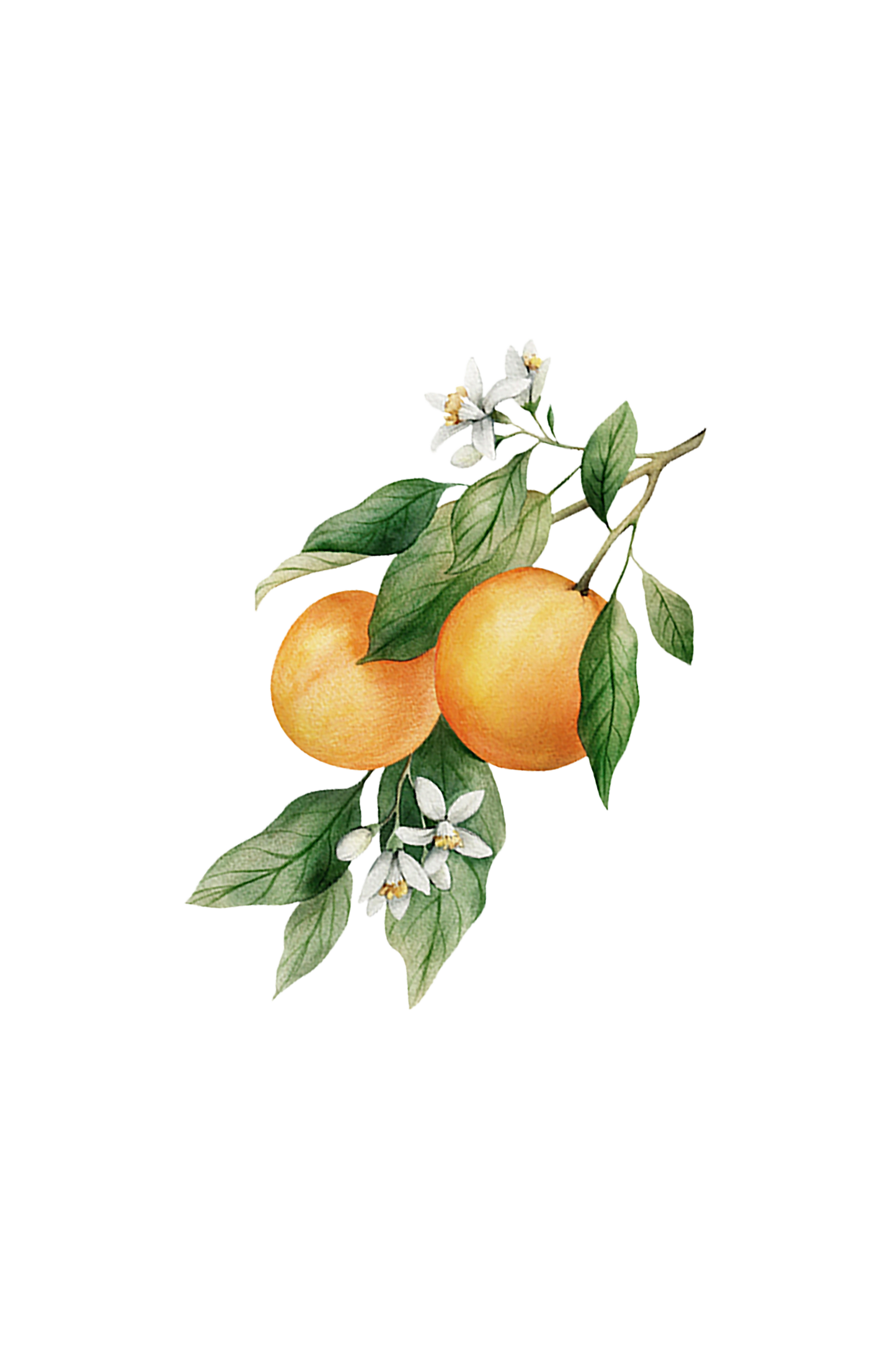 Orange Essential Oil