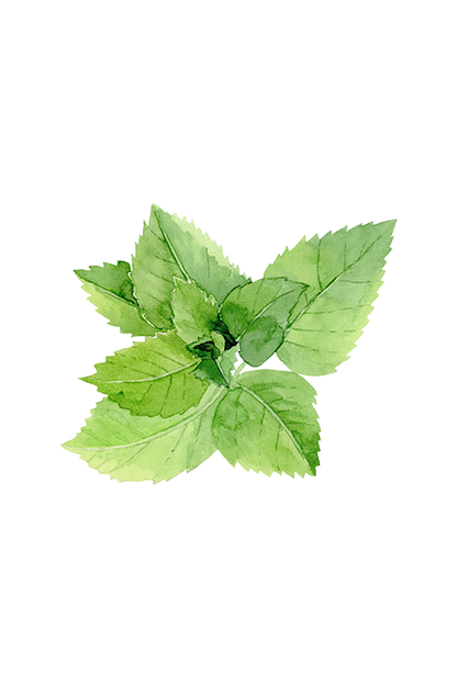 Peppermint Essential Oil