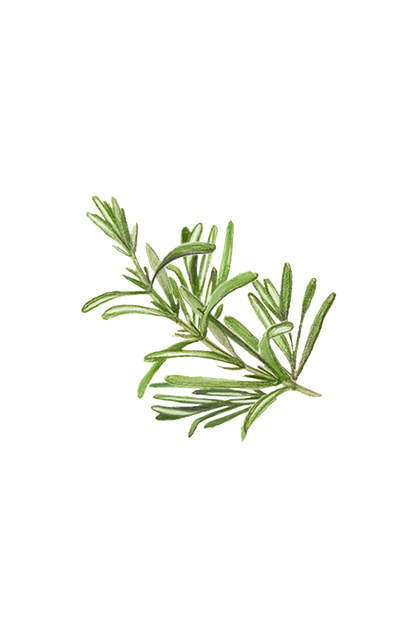 Rosemary Essential Oil