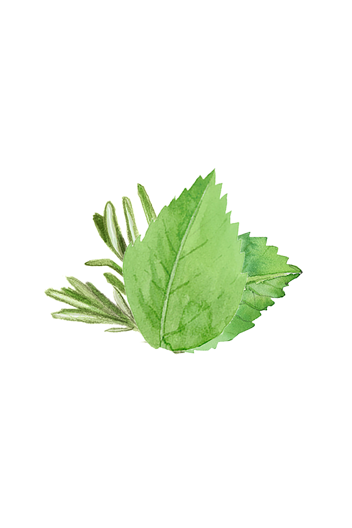 Rosemary & Mint Essential Oil Blend