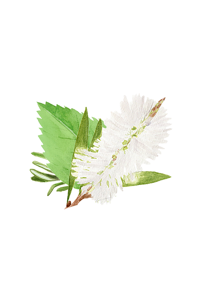 Rosemary, Mint & Tea Tree Essential Oil Blend