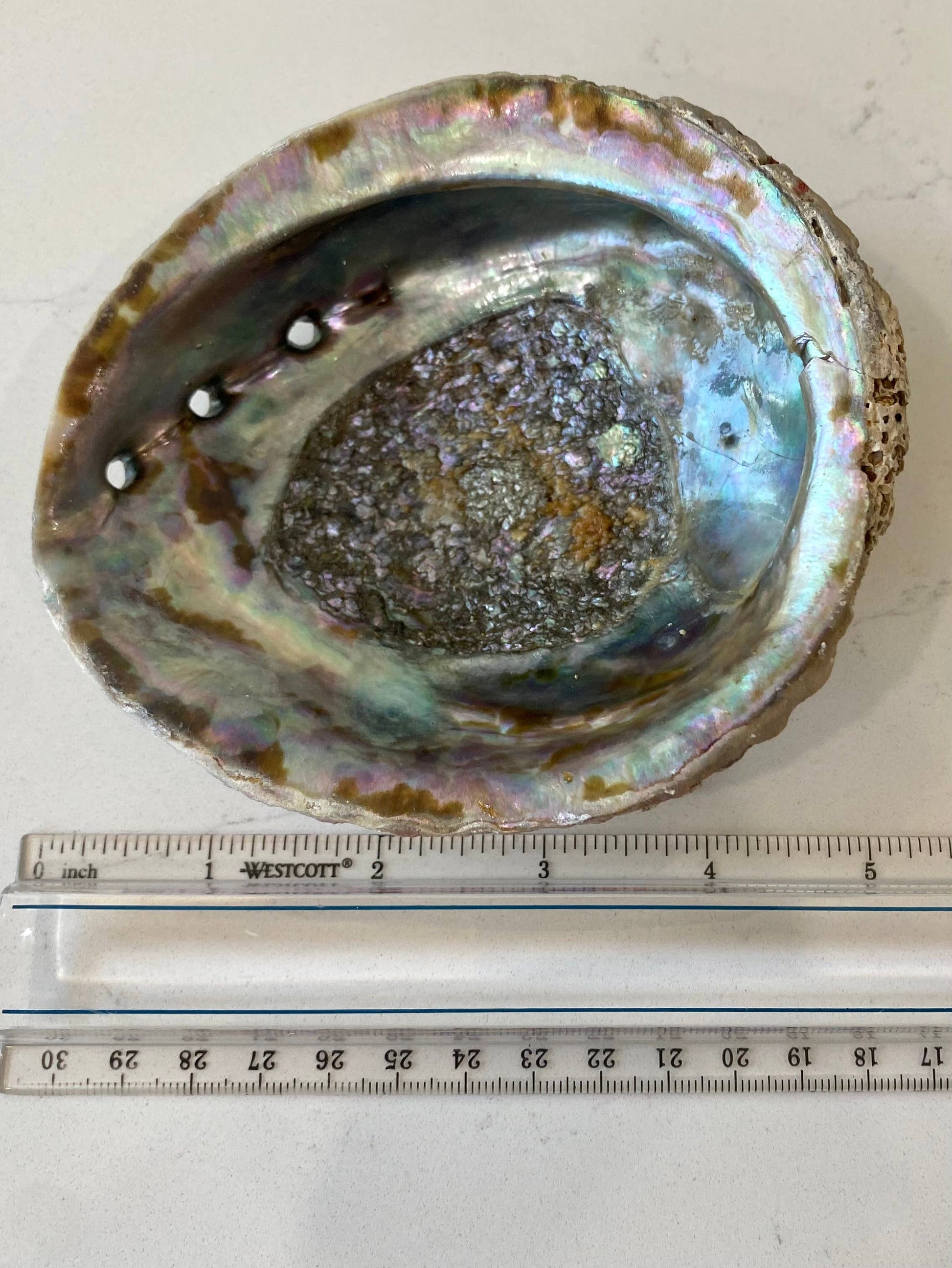 Abalone Shell / Smudging Bowl